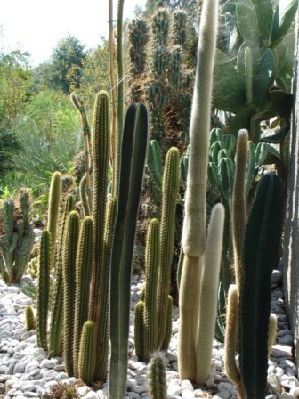 cEREUS